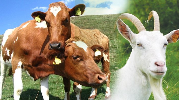 Kiat Hemat Berqurban: Hewan Qurban Murah yang Berkualitas