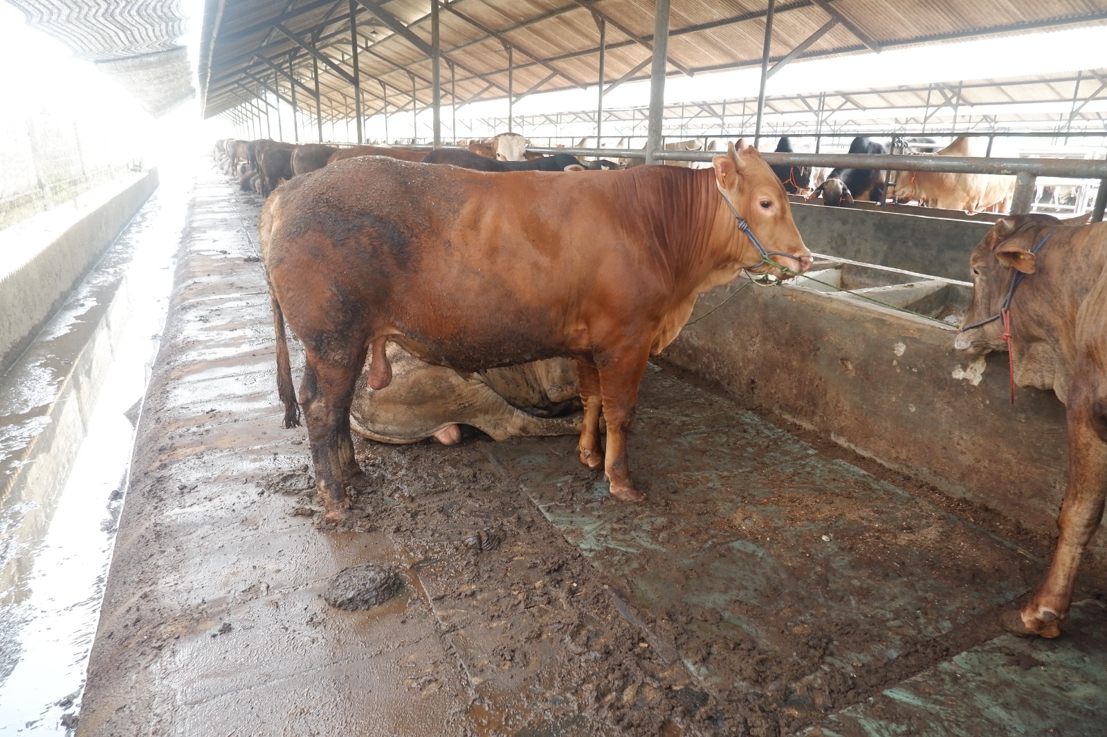 Koleksi Sapi dan Kambing Qurban 2023