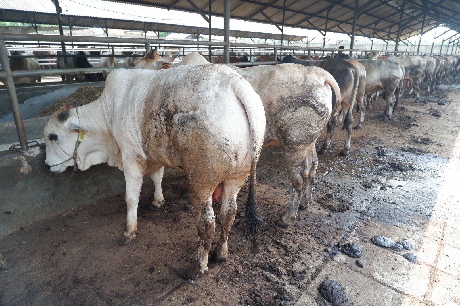 Syarat Sah Hewan Qurban